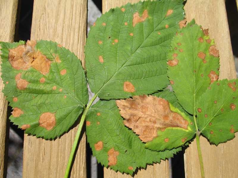 Fungal spots, blights, and blotches